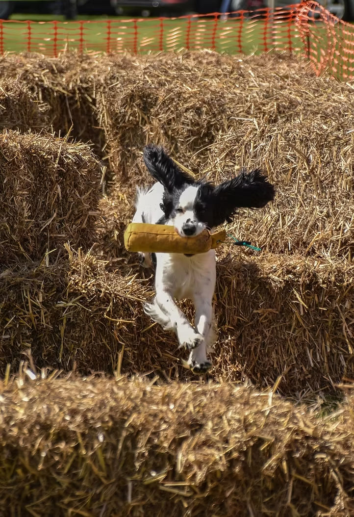 gundog